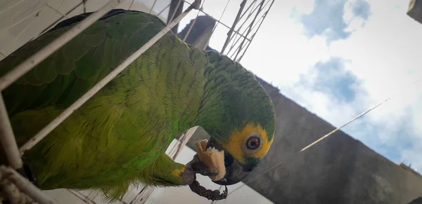 Παπαγάλος της Βραζιλίας σε κλουβιά. Στην Recife αυτό είναι κοινό. Τυπικό πουλί της Βραζιλίας. — Φωτογραφία Αρχείου