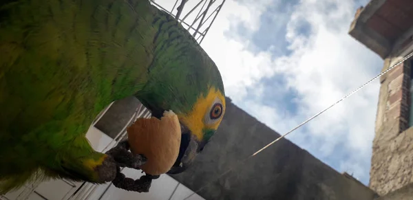 Papagalul Braziliei în cuşti. În Recife acest lucru este comun. Pasărea tipică a Braziliei . — Fotografie, imagine de stoc