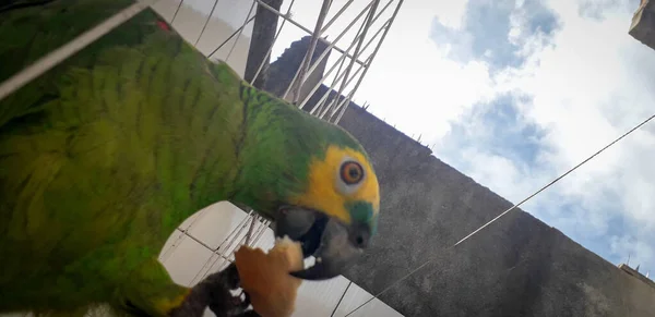 Papagaio do Brasil em gaiolas. Em Recife isso é comum. Aves típicas do Brasil . — Fotografia de Stock