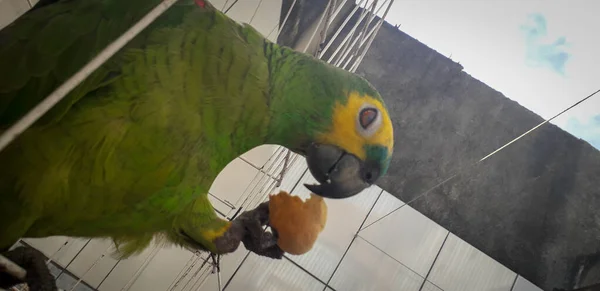 Brazíliai papagáj ketrecben. Recife-ban ez gyakori. Tipikus brazíliai madár. — Stock Fotó