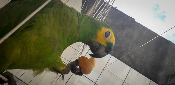 Papegaai van Brazilië in kooien. In Recife is dit gebruikelijk. Typische vogel van Brazilië. — Stockfoto