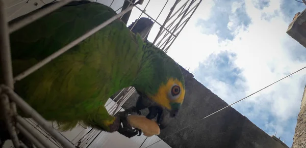 브라질 의 앵무새가 갇혀 있다. 「 레시페 」 지에서는 그런 일 이 흔히 있다. 브라질의 전형적 인새. — 스톡 사진
