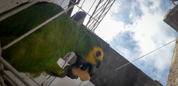 Perroquet du Brésil en cage. À Recife, c'est courant. Oiseau typique du Brésil . — Photo