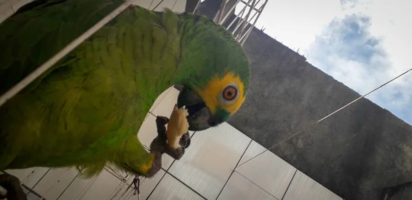 Papagaio do Brasil em gaiolas. Em Recife isso é comum. Aves típicas do Brasil . — Fotografia de Stock