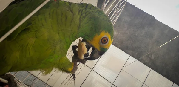 Loro de Brasil en jaulas. En Recife esto es común. Pájaro típico de Brasil . — Foto de Stock