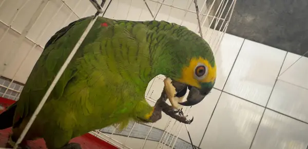 Papagaio do Brasil em gaiolas. Em Recife isso é comum. Aves típicas do Brasil . — Fotografia de Stock