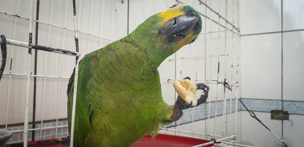 Papagaio do Brasil em gaiolas. Em Recife isso é comum. Aves típicas do Brasil . — Fotografia de Stock