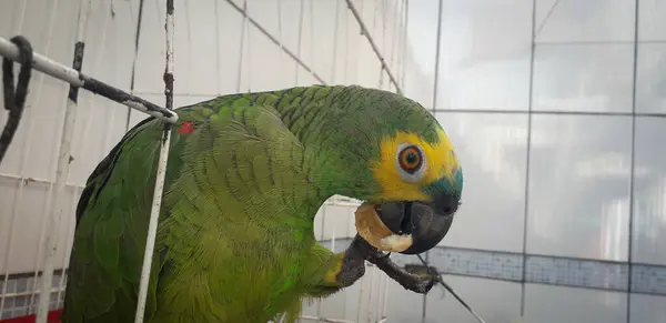 Pappagallo del Brasile in gabbie. A Recife questo è comune. Uccello tipico del Brasile . — Foto Stock