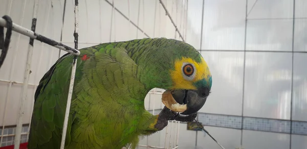 Pappagallo del Brasile in gabbie. A Recife questo è comune. Uccello tipico del Brasile . — Foto Stock