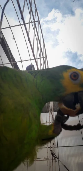 Loro de Brasil en jaulas. En Recife esto es común. Pájaro típico de Brasil . —  Fotos de Stock