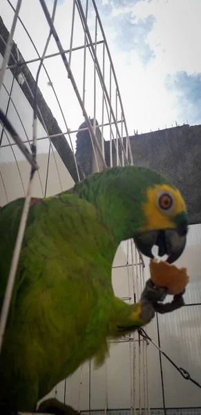 Papegaai van Brazilië in kooien. In Recife is dit gebruikelijk. Typische vogel van Brazilië. — Stockfoto