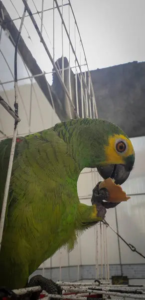 Pappagallo del Brasile in gabbie. A Recife questo è comune. Uccello tipico del Brasile . — Foto Stock