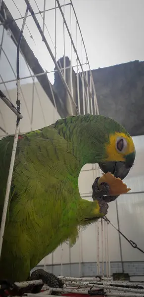 Παπαγάλος της Βραζιλίας σε κλουβιά. Στην Recife αυτό είναι κοινό. Τυπικό πουλί της Βραζιλίας. — Φωτογραφία Αρχείου