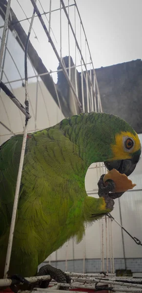 ケージにブラジルのオウム。レシフェではこれが一般的です。ブラジルの代表的な鳥. — ストック写真