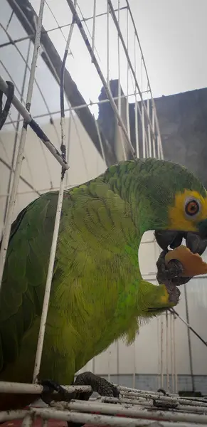 Loro de Brasil en jaulas. En Recife esto es común. Pájaro típico de Brasil . —  Fotos de Stock