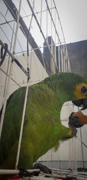 Papagaio do Brasil em gaiolas. Em Recife isso é comum. Aves típicas do Brasil . — Fotografia de Stock