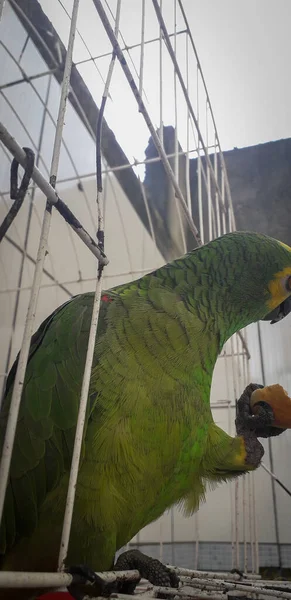 Papagaio do Brasil em gaiolas. Em Recife isso é comum. Aves típicas do Brasil . — Fotografia de Stock