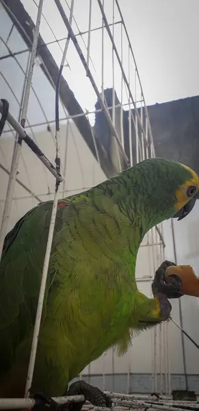 Papagaio do Brasil em gaiolas. Em Recife isso é comum. Aves típicas do Brasil . — Fotografia de Stock