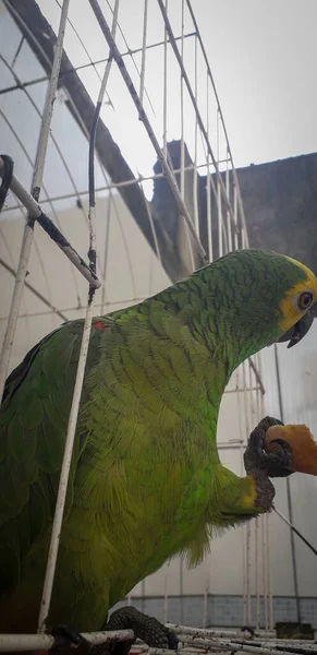 Loro de Brasil en jaulas. En Recife esto es común. Pájaro típico de Brasil . —  Fotos de Stock