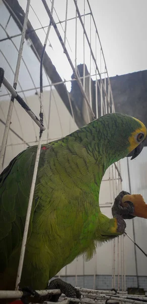 Pappagallo del Brasile in gabbie. A Recife questo è comune. Uccello tipico del Brasile . — Foto Stock