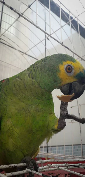 Papagaio do Brasil em gaiolas. Em Recife isso é comum. Aves típicas do Brasil . — Fotografia de Stock