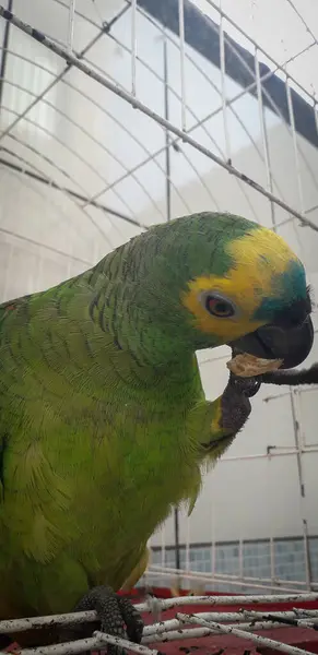 Papagaio do Brasil em gaiolas. Em Recife isso é comum. Aves típicas do Brasil . — Fotografia de Stock