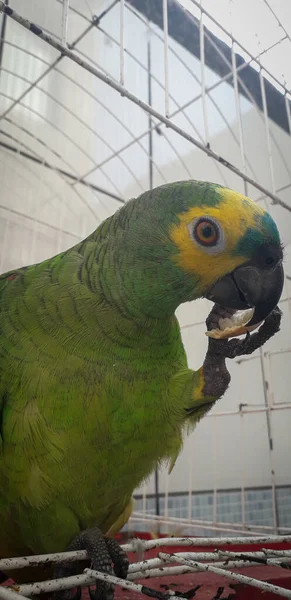 ケージにブラジルのオウム。レシフェではこれが一般的です。ブラジルの代表的な鳥. — ストック写真