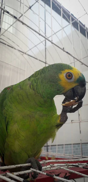 Папуга Бразилії в клітках. У Ресіфі це звично. Типовий бразильський птах.. — стокове фото