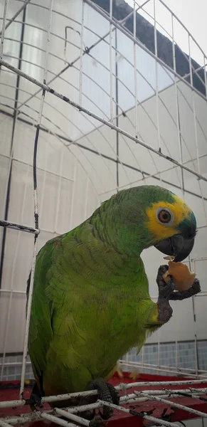 Papagaio do Brasil em gaiolas. Em Recife isso é comum. Aves típicas do Brasil . — Fotografia de Stock