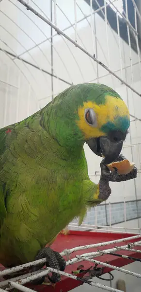 Pappagallo del Brasile in gabbie. A Recife questo è comune. Uccello tipico del Brasile . — Foto Stock