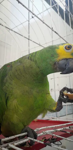 Pappagallo del Brasile in gabbie. A Recife questo è comune. Uccello tipico del Brasile . — Foto Stock