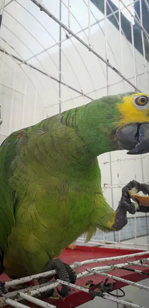 ケージにブラジルのオウム。レシフェではこれが一般的です。ブラジルの代表的な鳥. — ストック写真