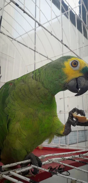 Papagaio do Brasil em gaiolas. Em Recife isso é comum. Aves típicas do Brasil . — Fotografia de Stock