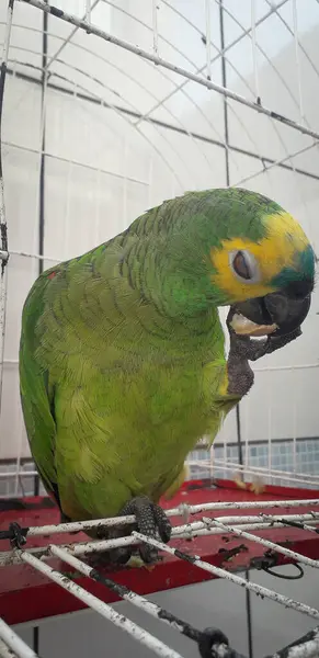 Papagaio do Brasil em gaiolas. Em Recife isso é comum. Aves típicas do Brasil . — Fotografia de Stock