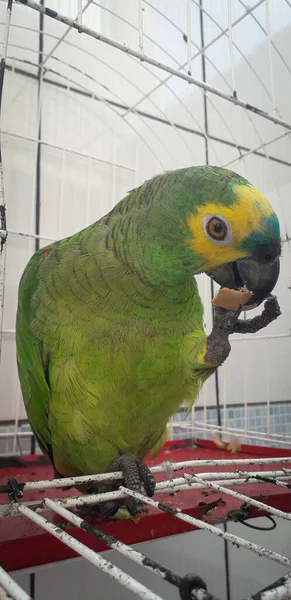 Papagaio do Brasil em gaiolas. Em Recife isso é comum. Aves típicas do Brasil . — Fotografia de Stock