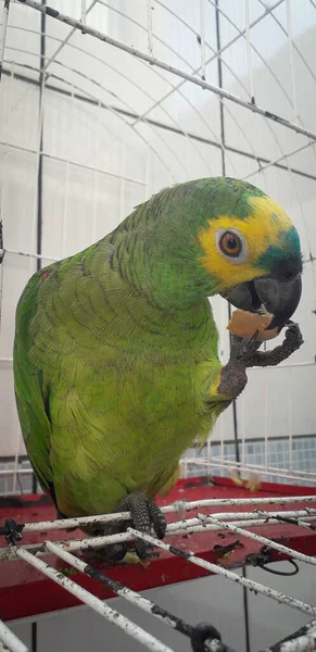 Papagaio do Brasil em gaiolas. Em Recife isso é comum. Aves típicas do Brasil . — Fotografia de Stock