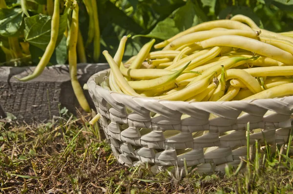 노란색 재배하는 — 스톡 사진