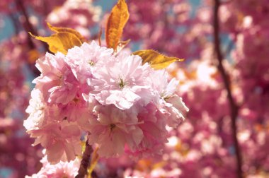 Çiçek açan kiraz çiçekleri - bahar arkaplanı