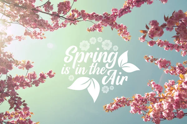 Der Frühling Liegt Der Luft Kirschbäume Und Verträumter Himmel — Stockfoto
