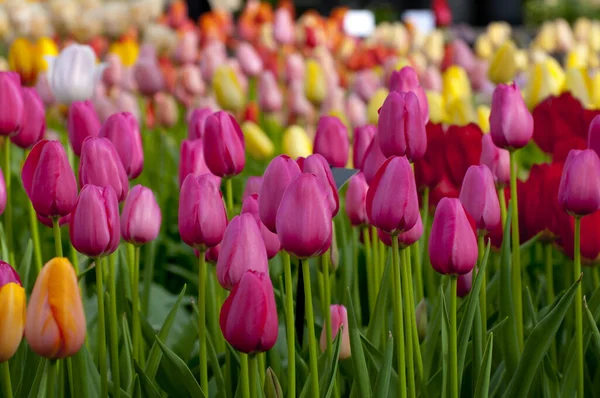 Montón Flores Tulipán Colores Fondo Primavera — Foto de Stock
