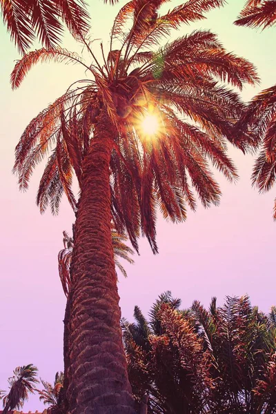 팜 트리가 하늘을 배경으로 한다. 태양풍이 야자나무 가지를 통과하다. — 스톡 사진