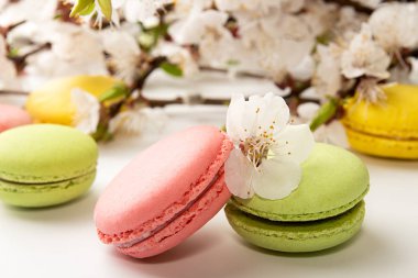 Macarons kayısı çiçek açması branc karşı beyaz arka plan üzerinde