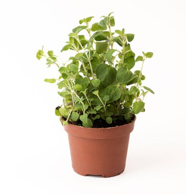 Kekik beyaz arka plan üzerinde saksının içinde. Saksı içinde bitki