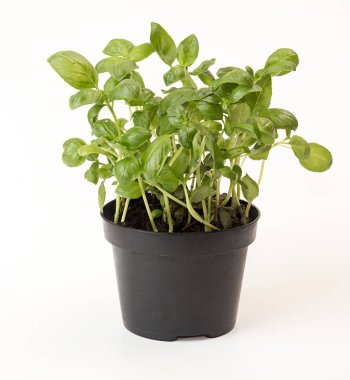 Beyaz arka plan üzerinde saksı fesleğen. Saksı içinde bitki