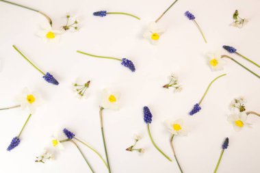 Kiraz çiçekleri, nergis, beyaz arka plan üzerinde fare sümbül.