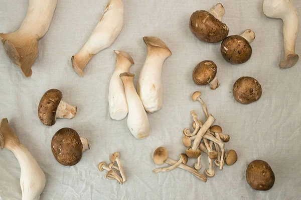 Oyster mushrooms king mushrooms on white fabric background. Prep — Stock Photo, Image
