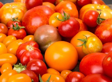 Çeşitli farklı renk organik homegrown domates. Kırmızı, sarı,