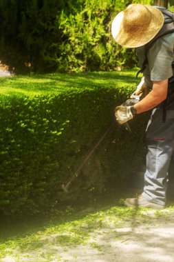 Büyük baba, İspanya - 18 Temmuz 2018: profesyonel bahçıvan çalıları buduyor. Adam budama bahçesini kesiyor, parkta bahçe çitlerini kırpıyor..