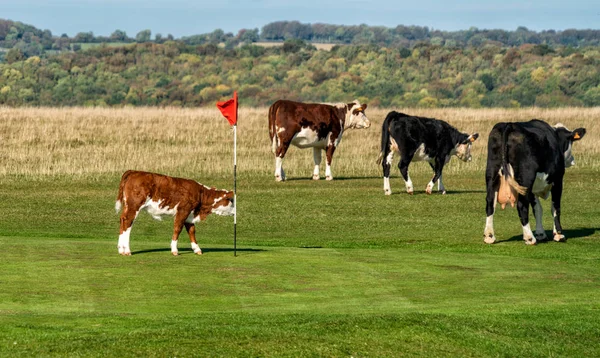 Μια Μπάλα Τεσσάρων Αφήνει Πράσινο Για Minchinhampton Golf Course Cotswolds — Φωτογραφία Αρχείου