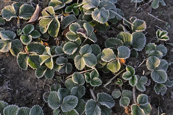 Early autumn frost frosted green leaves of strawberries in the g — Stock Photo, Image